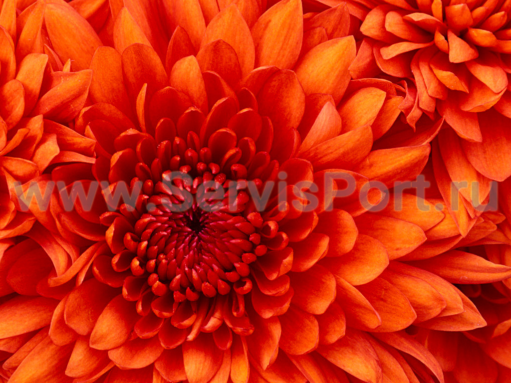 Ниппель (100шт. в упаковке) фото